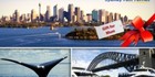 Whale Watching Experience or Celebration Cruise, Sydney